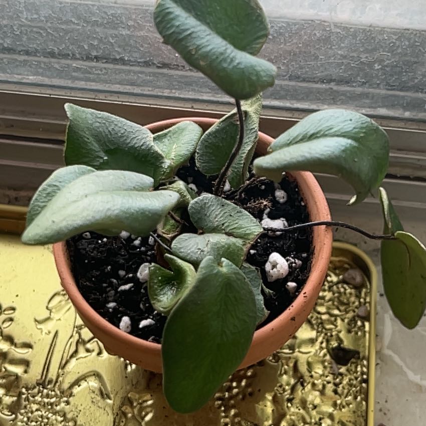 Photo of the plant species Acrostichum Aureum by @GoddessHeketara named Plato on Greg, the plant care app