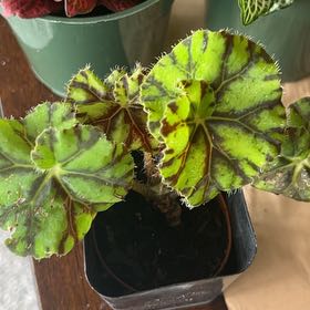 Photo of the plant species Rex Begonia 'Escargot' by @GoddessHeketara named Diana on Greg, the plant care app