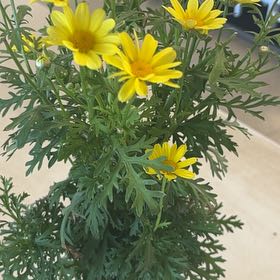 Photo of the plant species Marguerite Daisy by @GoddessHeketara named Figyonce on Greg, the plant care app