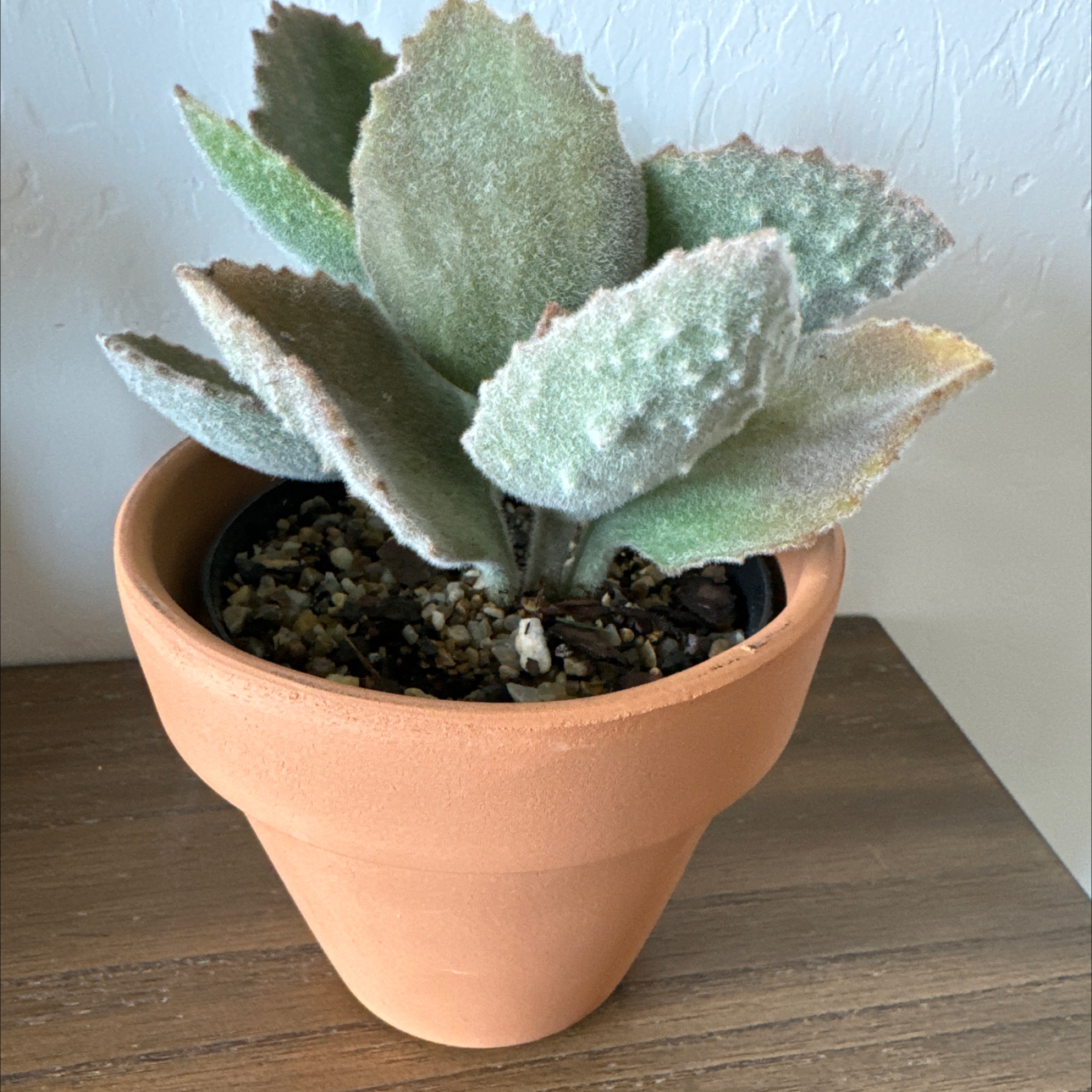 Photo of the plant species Kalanchoe beharensis 'Fang' by @LuvSucculents named Dracula on Greg, the plant care app