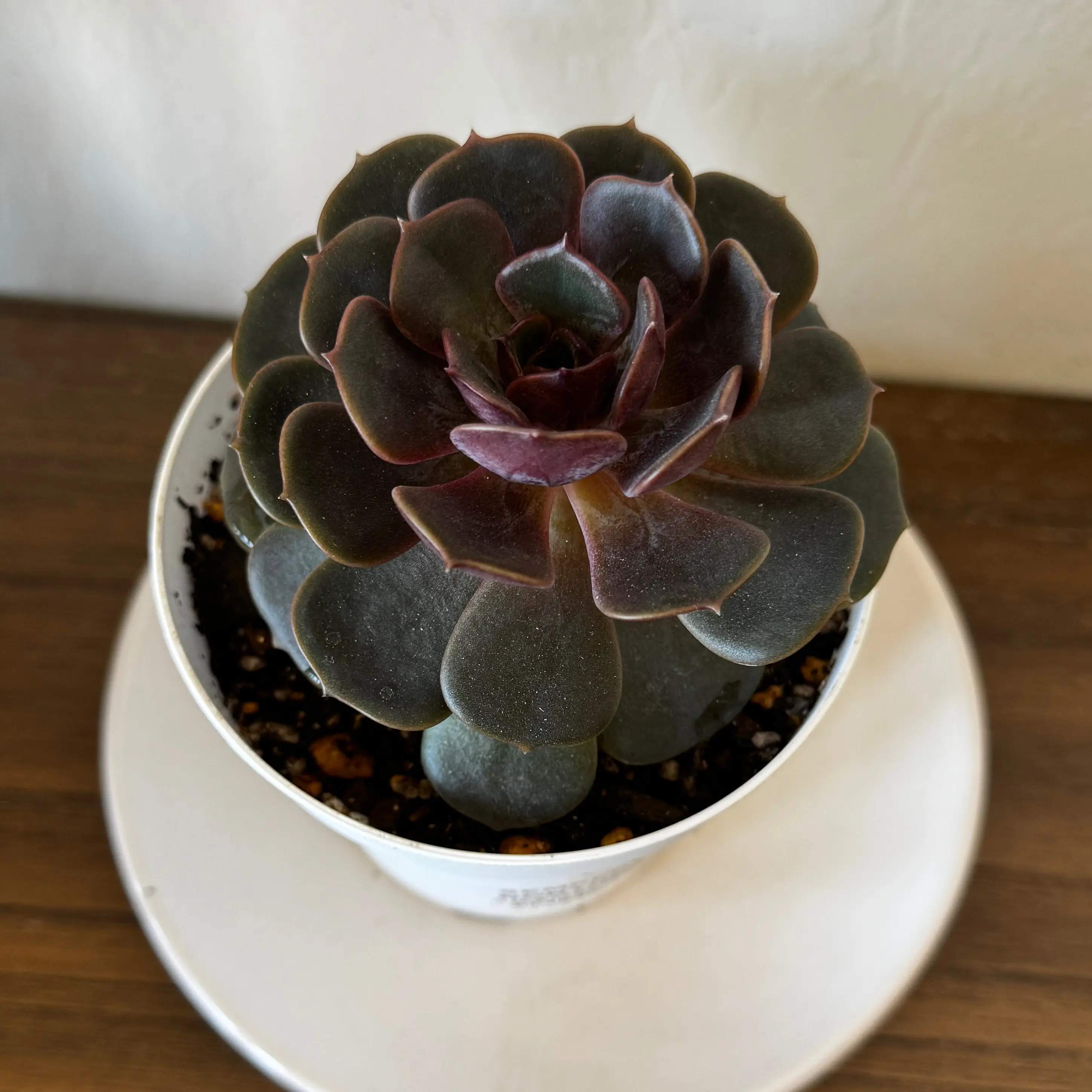 Photo of the plant species Echeveria 'Red Robe' by @LuvSucculents named Kobe on Greg, the plant care app