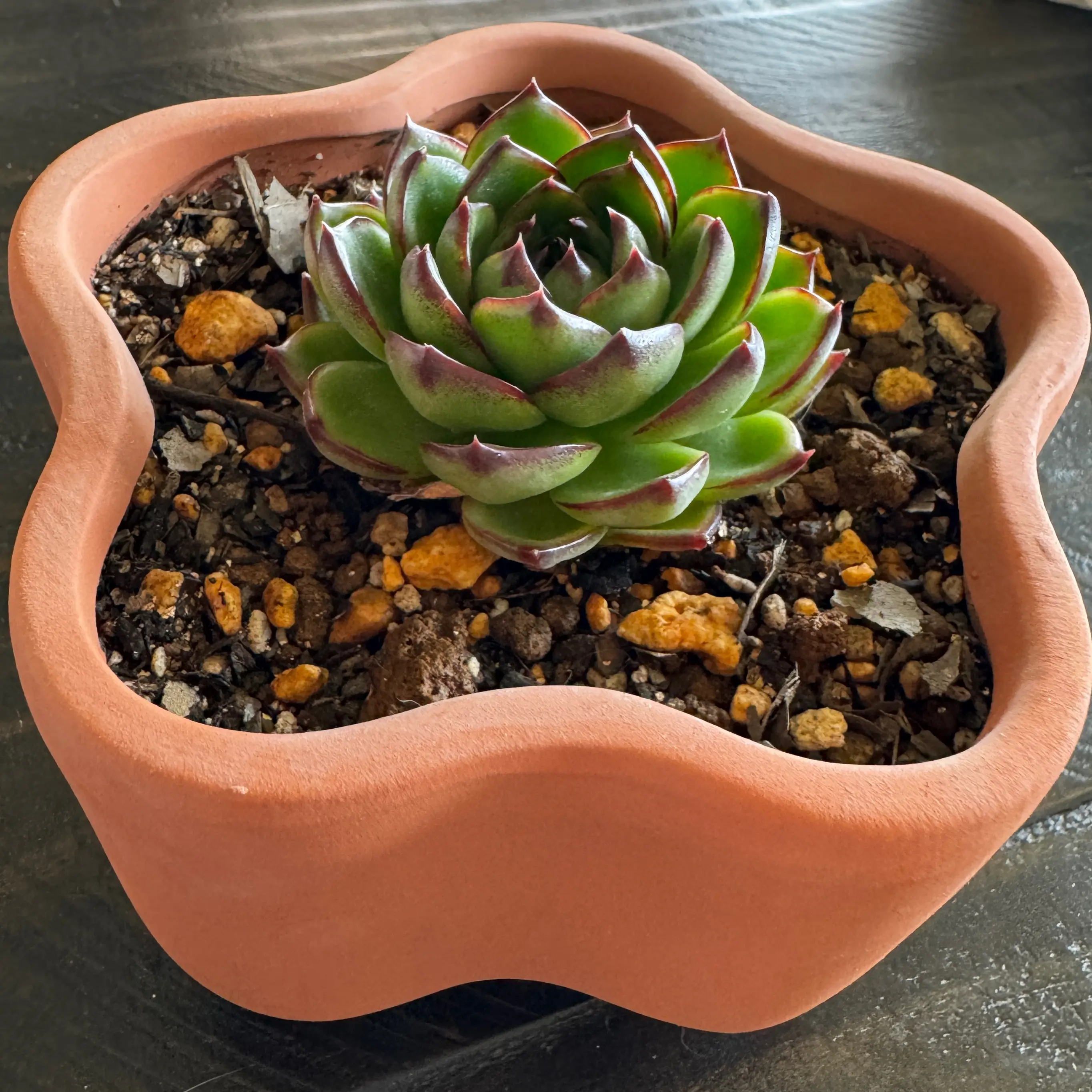 Photo of the plant species Echeveria Moon Stone by @LuvSucculents named Arti- artichoke on Greg, the plant care app