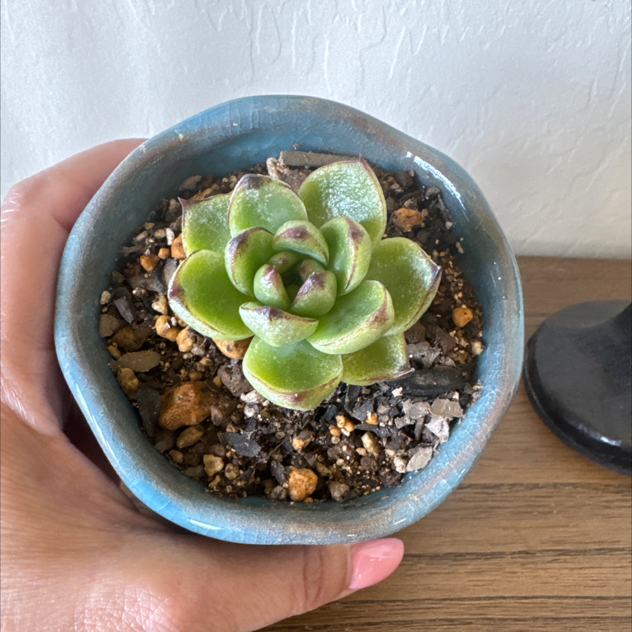 Photo of the plant species Echeveria Moon Stone by @LuvSucculents named Arti- artichoke on Greg, the plant care app