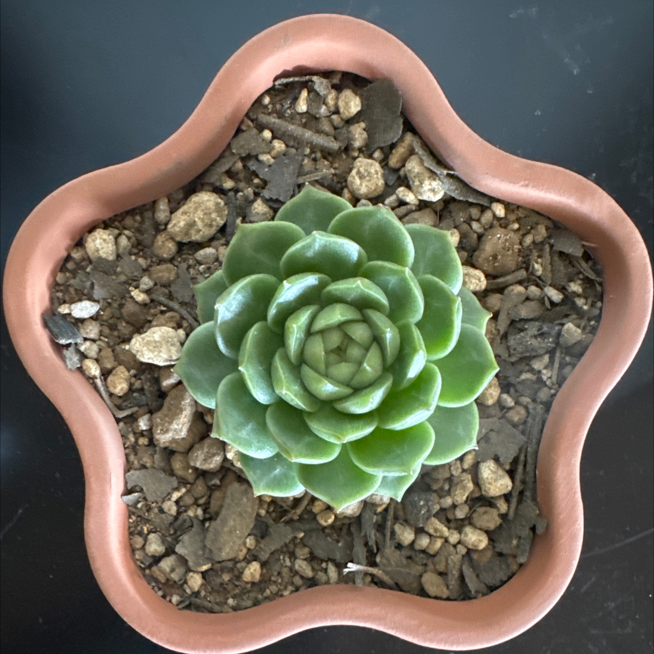 Photo of the plant species Echeveria Qiandao Lake by @LuvSucculents named Lakey on Greg, the plant care app