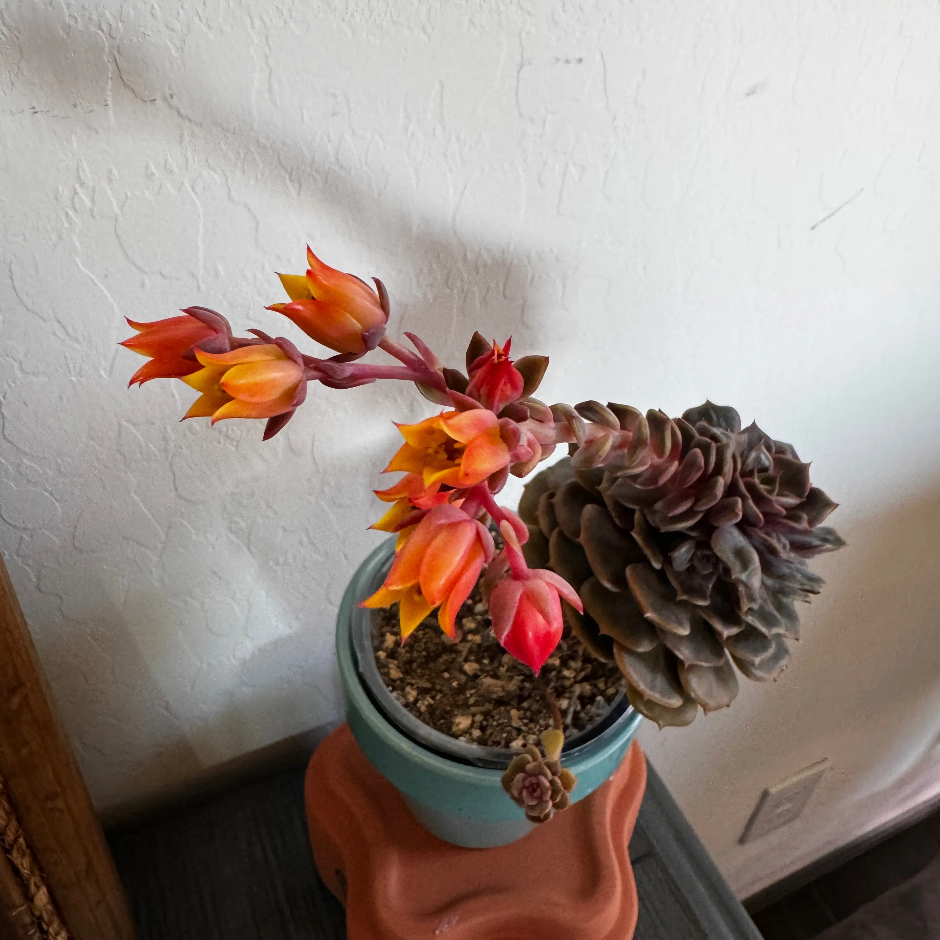 Photo of the plant species Echeveria 'Red Robe' by @LuvSucculents named Diana on Greg, the plant care app