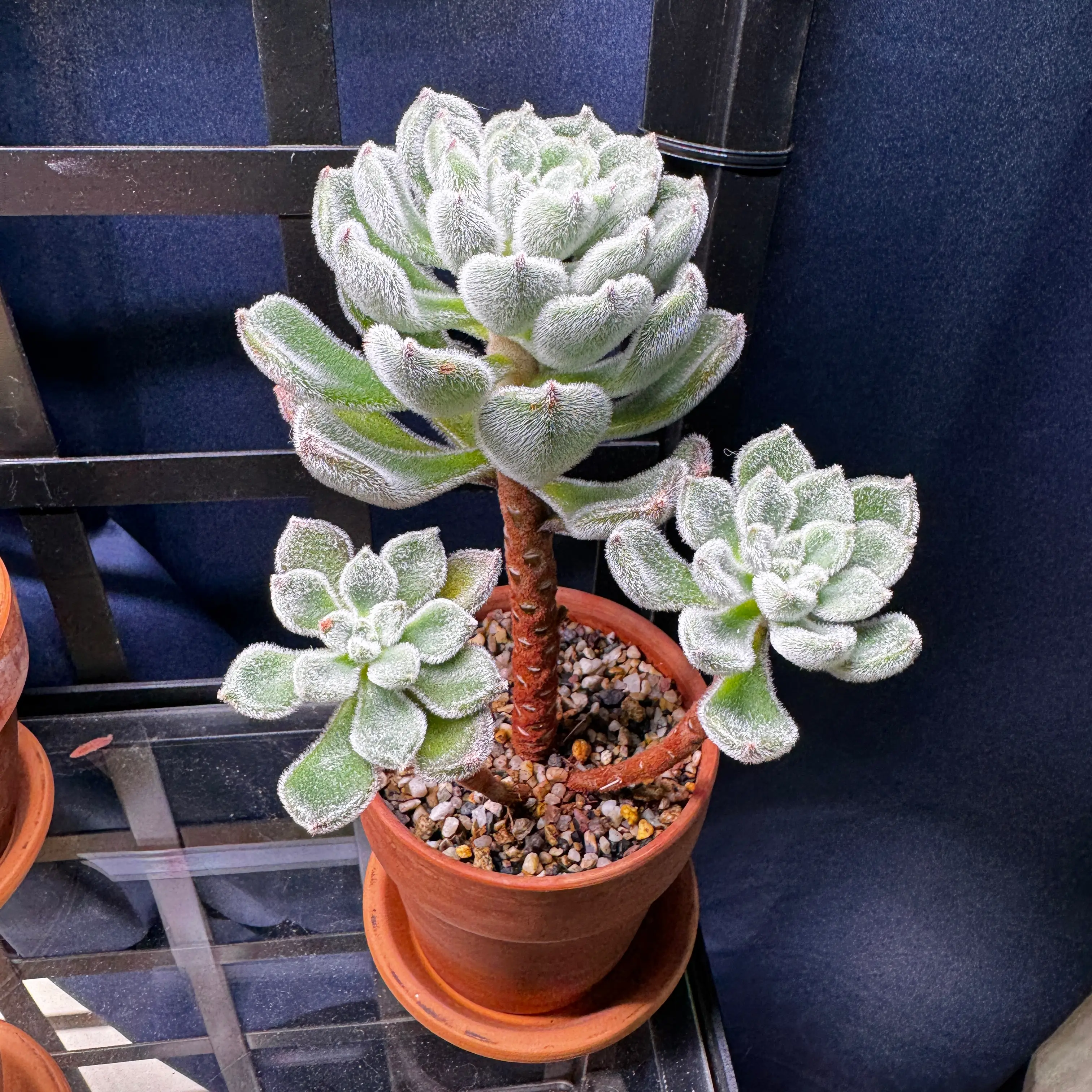 Photo of the plant species Echeveria setosa 'FO-42' by @LuvSucculents named Fuzzy- aka Mexican Firecracker on Greg, the plant care app