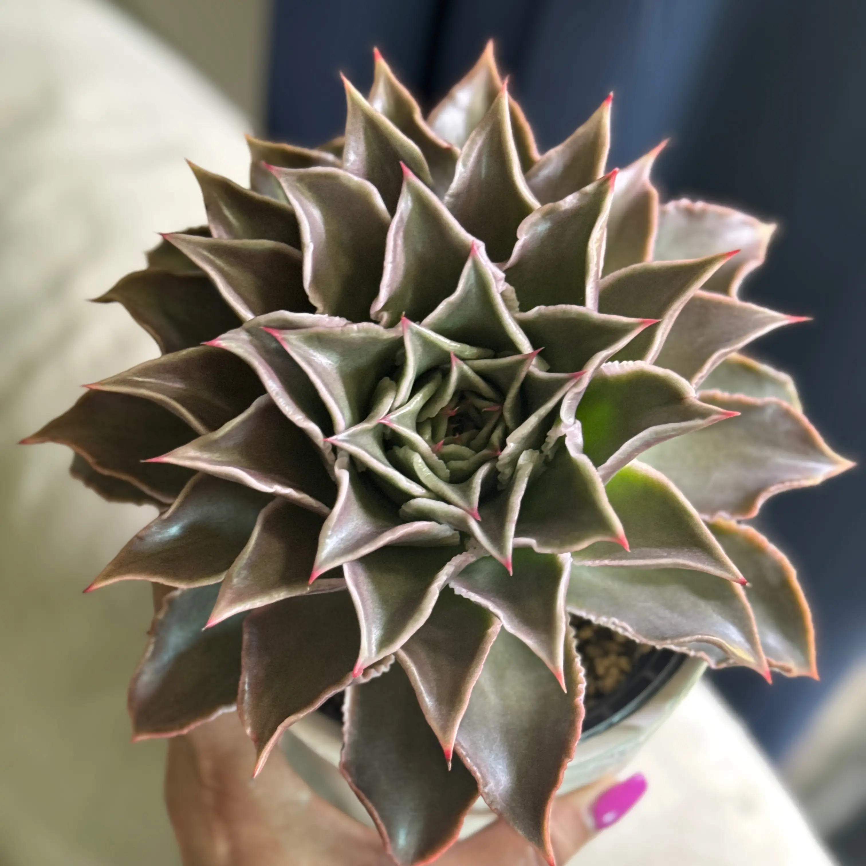 Photo of the plant species Echeveria by @LuvSucculents named Lazy Star on Greg, the plant care app