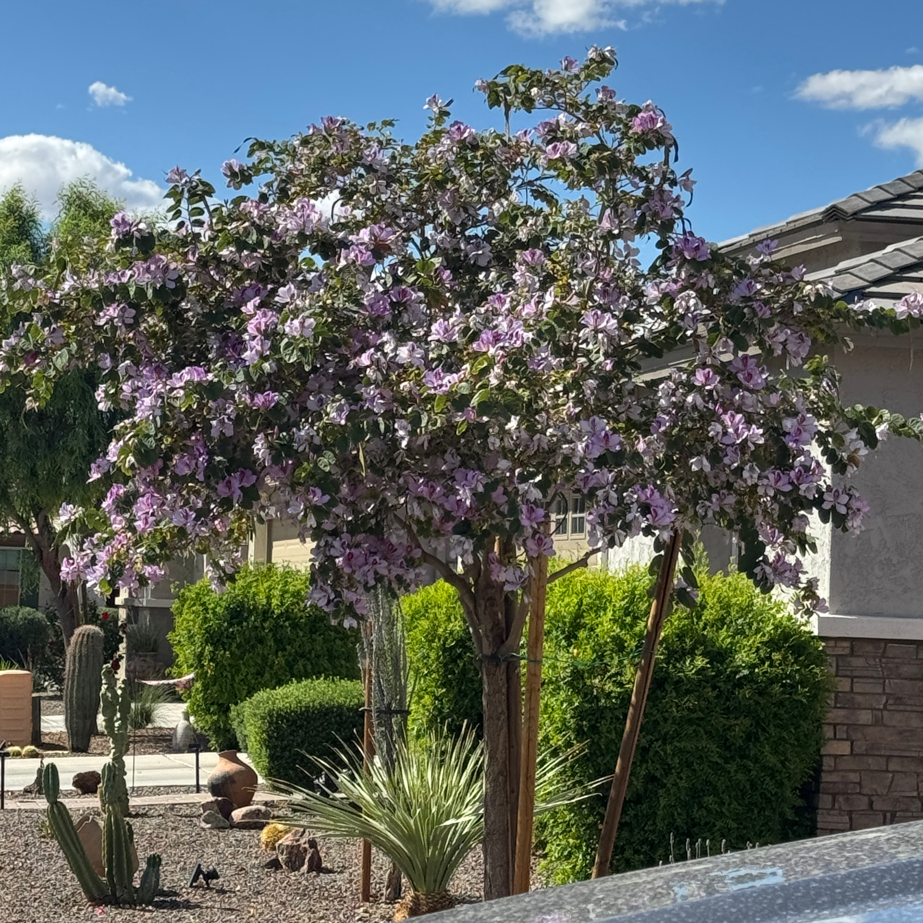 Photo of the plant species Hong Kong Orchid Tree by @LuvSucculents named HK Orchid on Greg, the plant care app