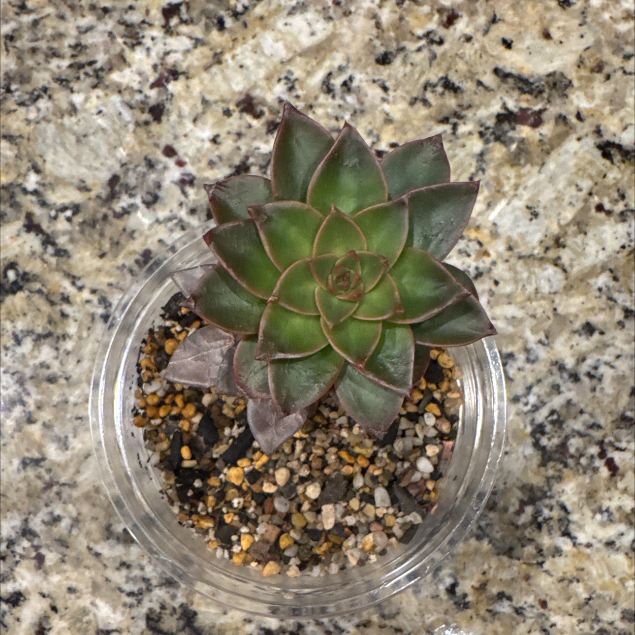 Photo of the plant species Echeveria Solar Flare by @LuvSucculents named Survivor on Greg, the plant care app