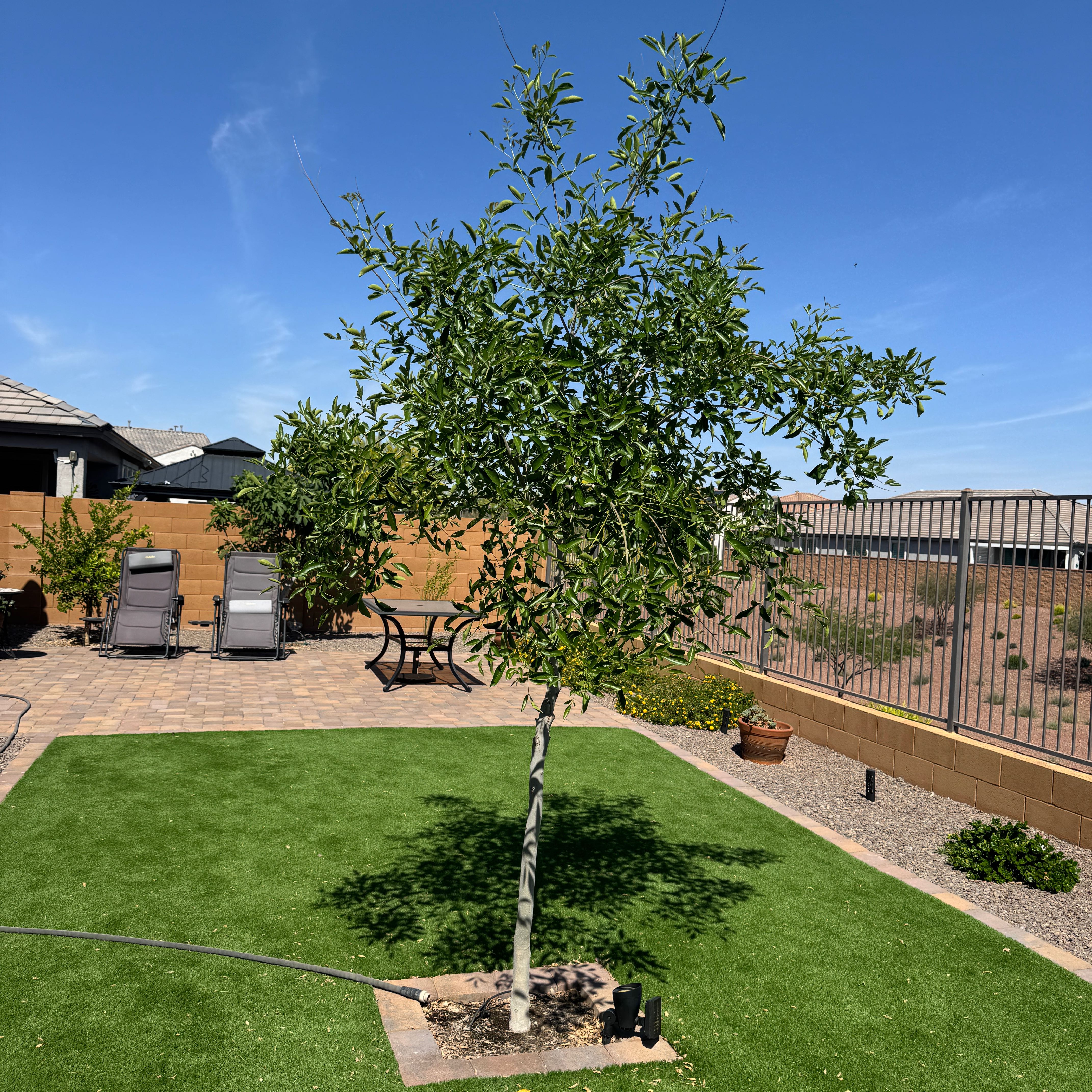 Photo of the plant species Ash Tree by @LuvSucculents named Gregarious on Greg, the plant care app