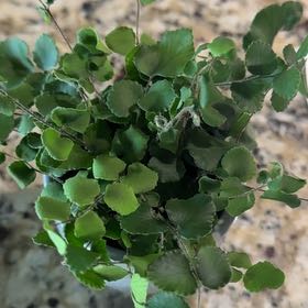 Photo of the plant species California Maidenhair Fern by @LuvSucculents named Osmo on Greg, the plant care app