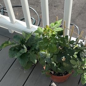 Photo of the plant species Rosebush by @FestalMelon named Shakira on Greg, the plant care app