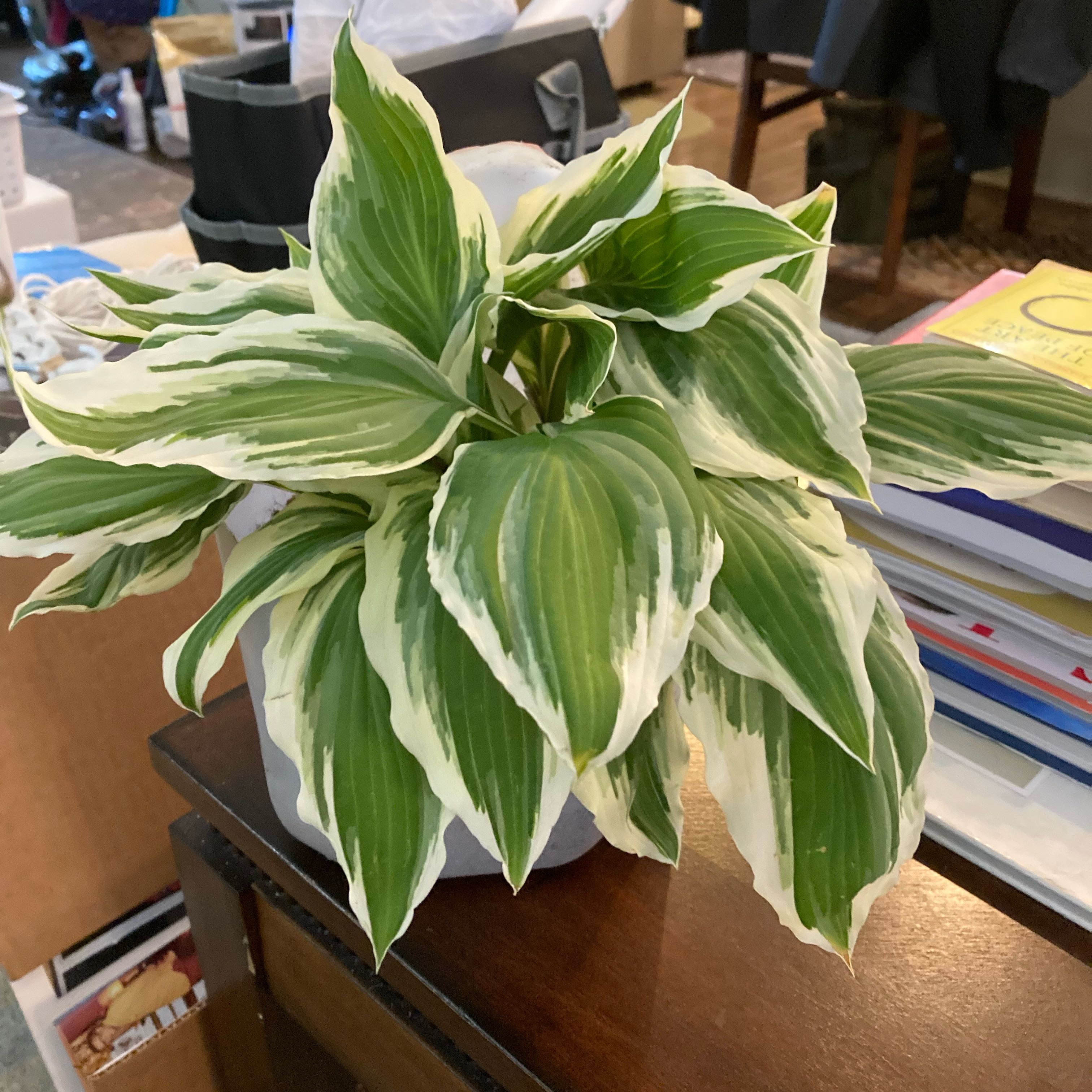 Hosta 'Patriot' plant with variegated green and white leaves, healthy and well-framed.