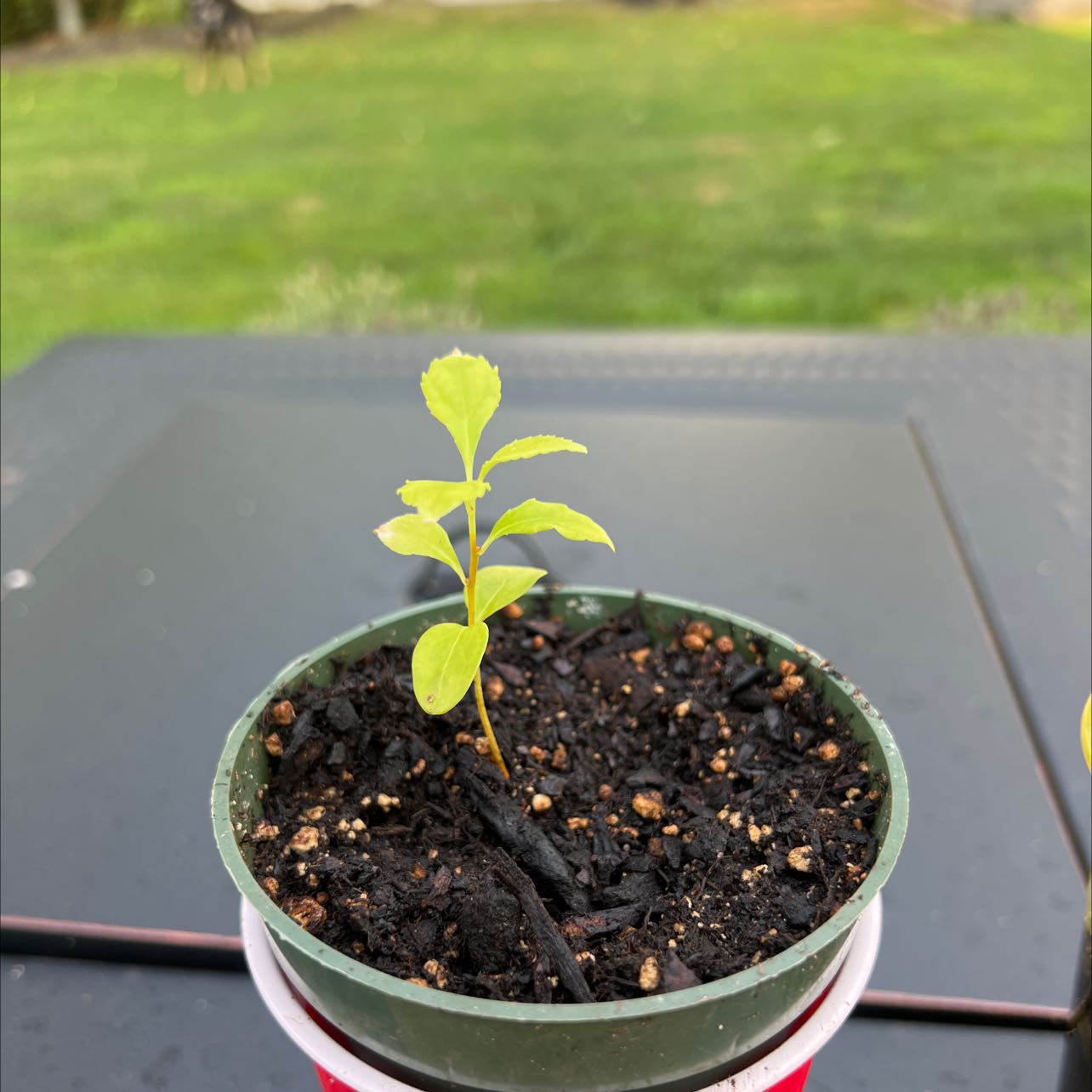 Young Eastern Baccharis plant in a small pot with dark soil, early growth stage.