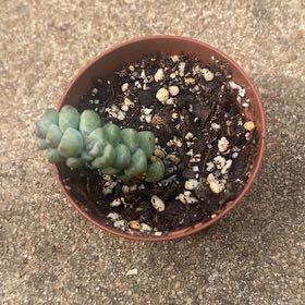 Photo of the plant species Crassula 'Baby Surprise' by @PoisedFlaxsilk named Planty on Greg, the plant care app