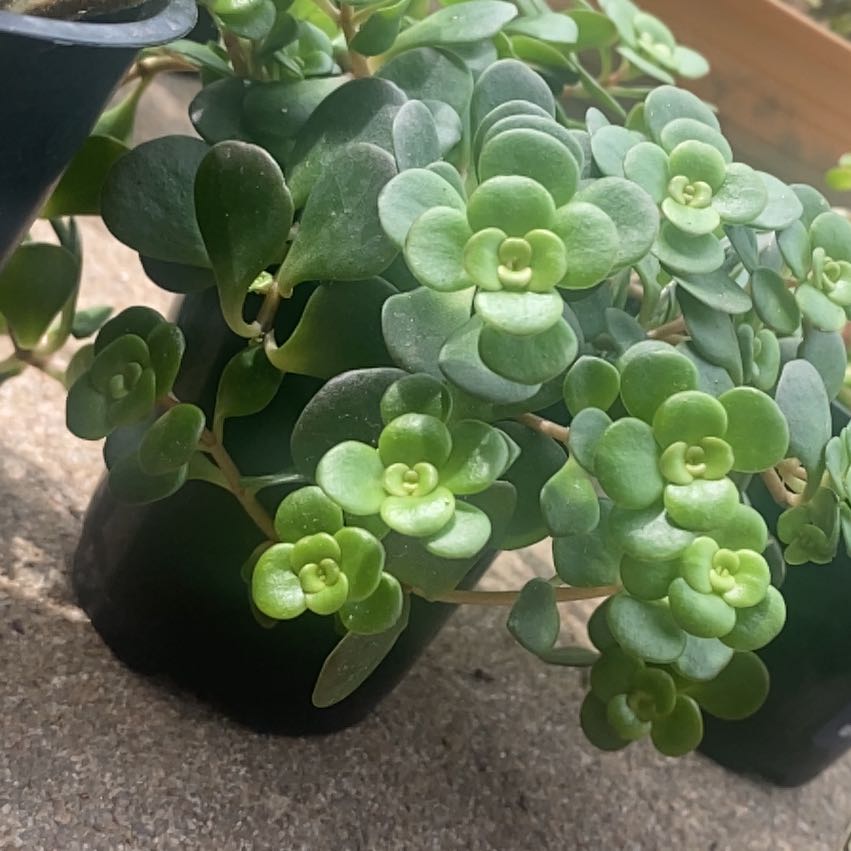 Healthy Chinese Sedum plant with thick, fleshy leaves in a rosette pattern.