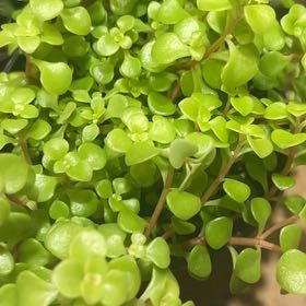 Photo of the plant species Golden Japanese Stonecrop by @QuemefulEncina named Stella on Greg, the plant care app