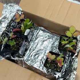Photo of the plant species Alexandria Strawberry by @ZealBaybean named Harper on Greg, the plant care app
