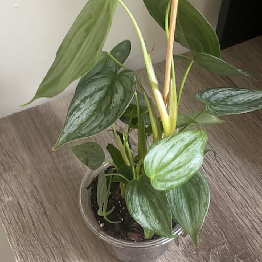 Photo of the plant species Philodendron sodiroi 'Variegata' by @ChicSquashberry named Scarlett on Greg, the plant care app