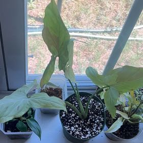 Photo of the plant species Syngonium 'Pink Salmon' by @ChicSquashberry named Coco on Greg, the plant care app