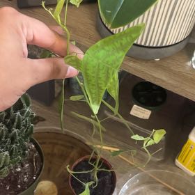 Photo of the plant species Swallowtail Plant by @ChicSquashberry named Oscar on Greg, the plant care app