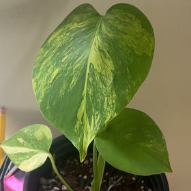 Photo of the plant species Monstera deliciosa x borsigiana 'Aurea' by @ChicSquashberry named Clooney on Greg, the plant care app