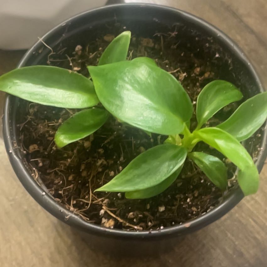 Photo of the plant species Philodendron Mottled Dragon by @ChicSquashberry named Madonna on Greg, the plant care app