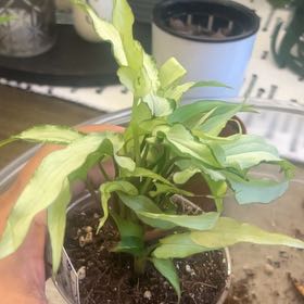 Photo of the plant species Syngonium Silver Fox by @ChicSquashberry named Navajo on Greg, the plant care app