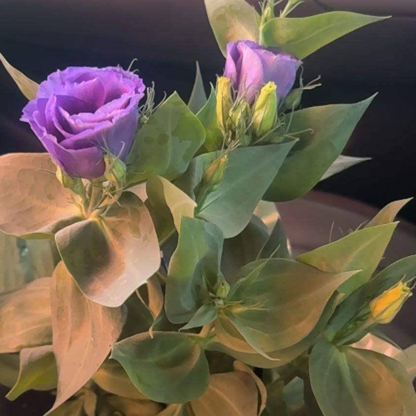 Photo of the plant species Showy Prairie Gentian by @SultryBloodleaf named Lavender on Greg, the plant care app