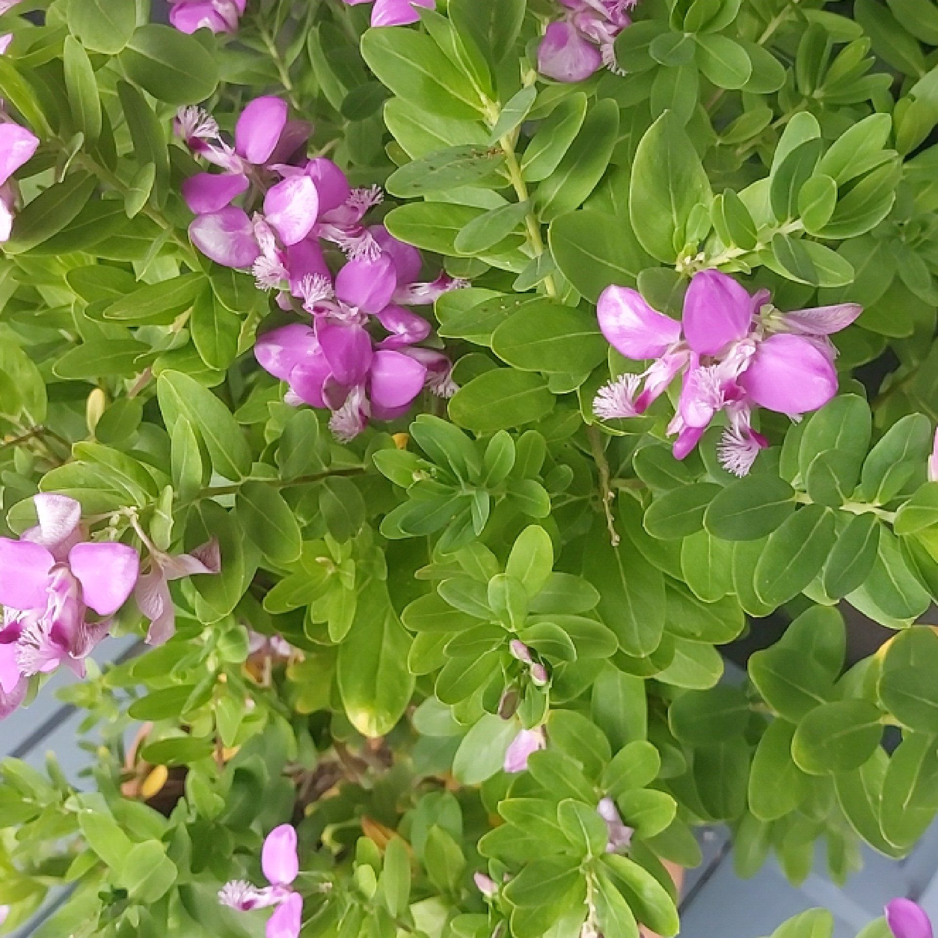 Myrtle-Leaf Milkwort plant with vibrant green leaves and pink flowers.