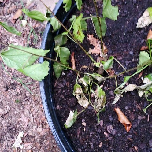 Photo of the plant species Double Apricot Hibiscus by @SavantMostii named Elina on Greg, the plant care app