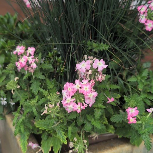 Photo of the plant species Verbena canadensis by @WittyRibbonwood named Master Bedroom Patio Planter on Greg, the plant care app