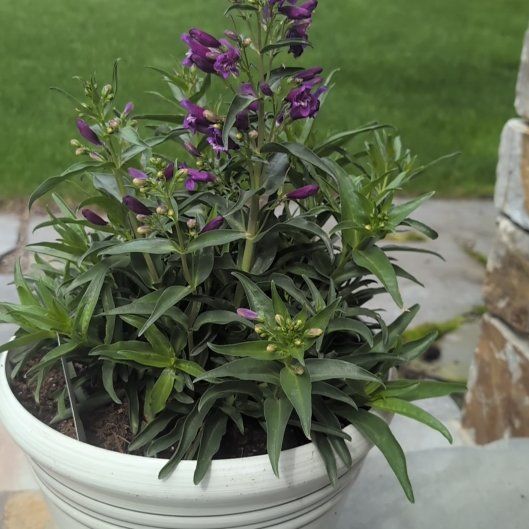 Photo of the plant species Penstemon 'Rock Candy' by @WittyRibbonwood named Rock Candy on Greg, the plant care app
