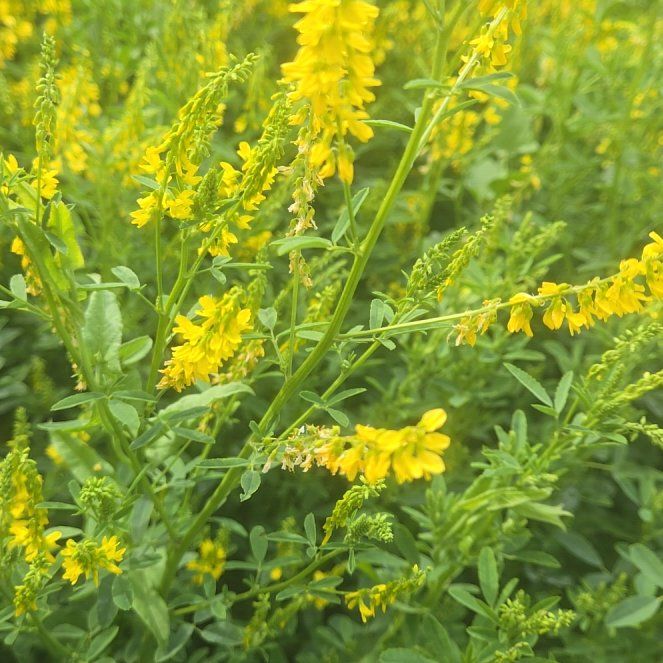 Photo of the plant species Sweetclover by @GeniusBabyburro named Lola on Greg, the plant care app
