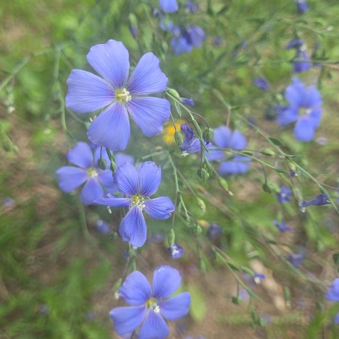 Photo of the plant species Perennial Flax by @GeniusBabyburro named Elina on Greg, the plant care app