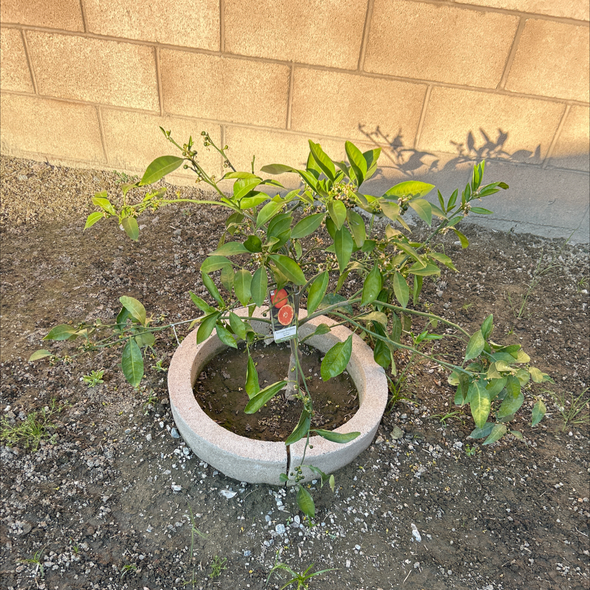 Photo of the plant species Owari Satsuma Mandarin Tree by @DinkumSwampbay named Fernie Mercury on Greg, the plant care app