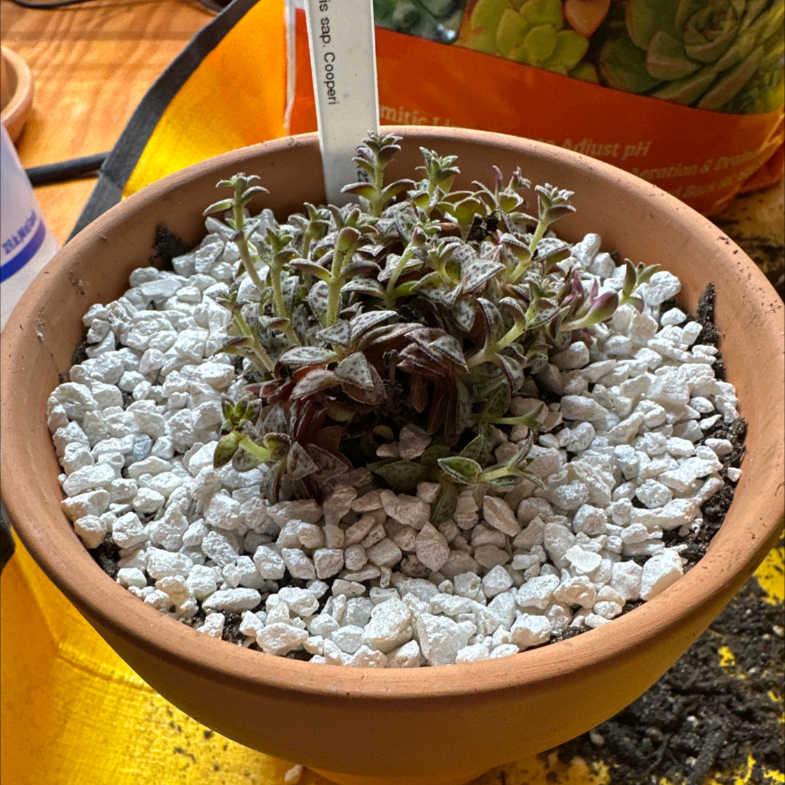 Photo of the plant species Tiger Jade by @HotYellowcoral named Mini Tiger Jade on Greg, the plant care app