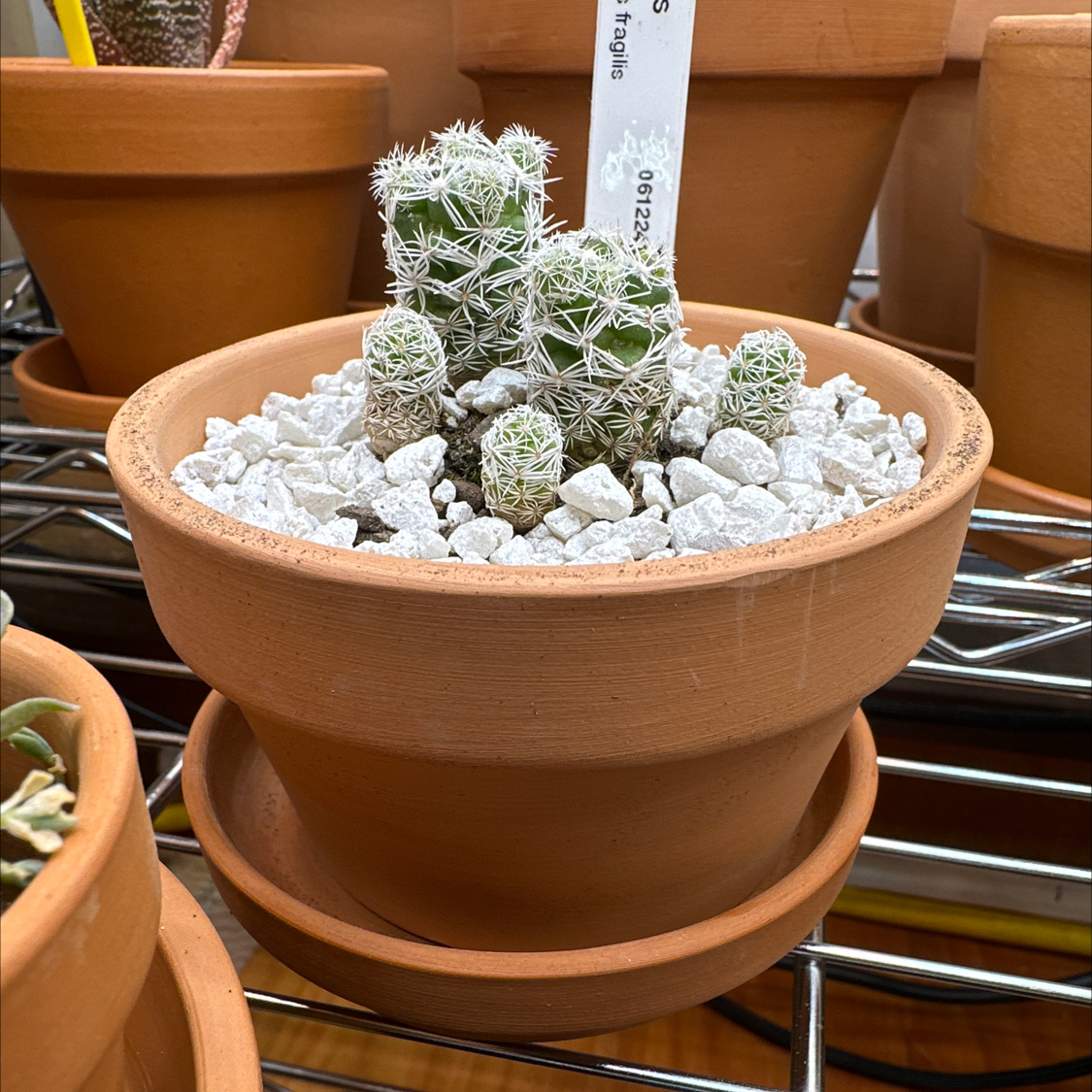Photo of the plant species Thimble Cactus by @HotYellowcoral named Thimble Cactus on Greg, the plant care app