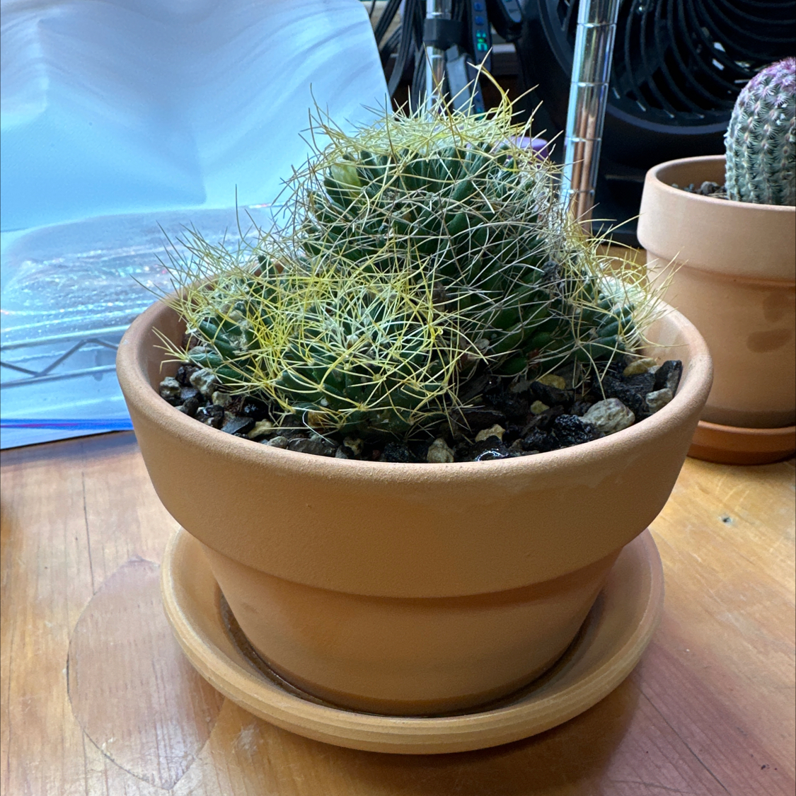 Photo of the plant species Bird's Nest Cactus by @HotYellowcoral named Bird’s Nest Cactus on Greg, the plant care app
