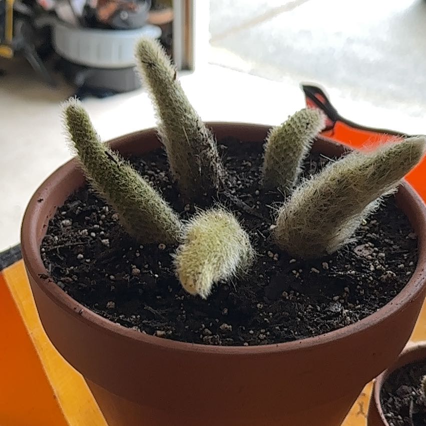 Photo of the plant species Monkey Tail by @HotYellowcoral named Monkey Tail 1 on Greg, the plant care app