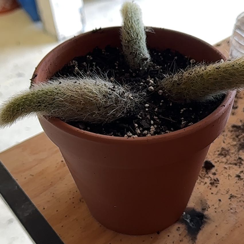 Photo of the plant species Monkey Tail by @HotYellowcoral named Monkey Tail 2 on Greg, the plant care app