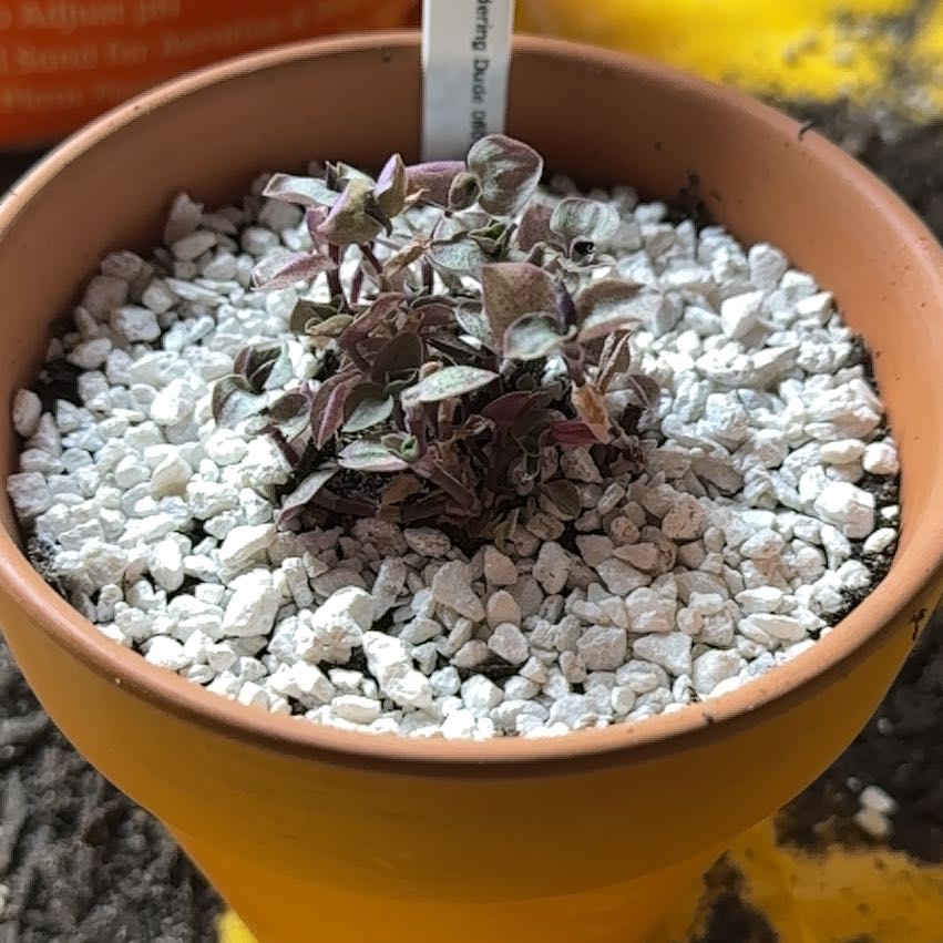 Photo of the plant species Callisia 'Gold' by @HotYellowcoral named Mini Golden Wanderer on Greg, the plant care app