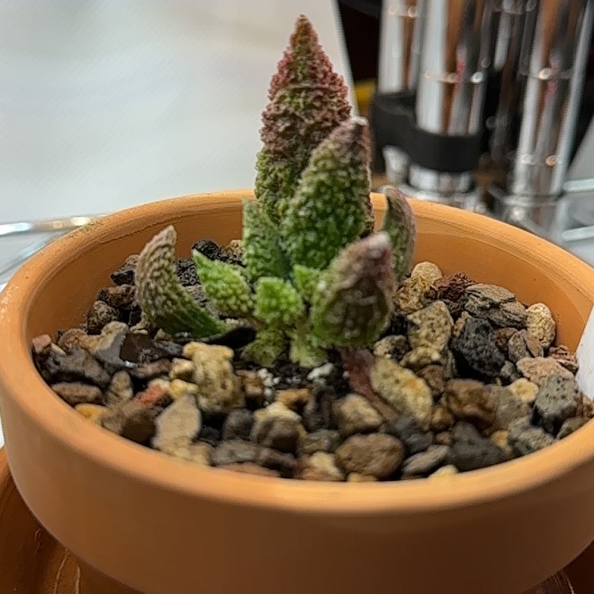 Photo of the plant species Adromischus Herrei by @HotYellowcoral named Adromischus Herrei on Greg, the plant care app