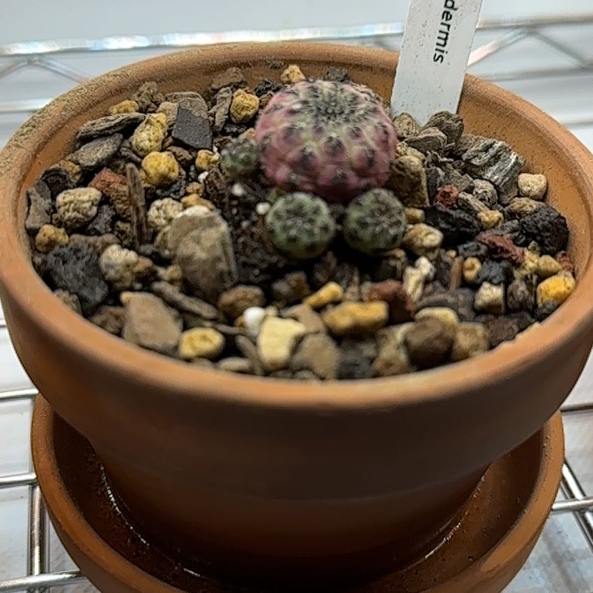 Photo of the plant species Rebutia canigueralii by @HotYellowcoral named Rebutia on Greg, the plant care app