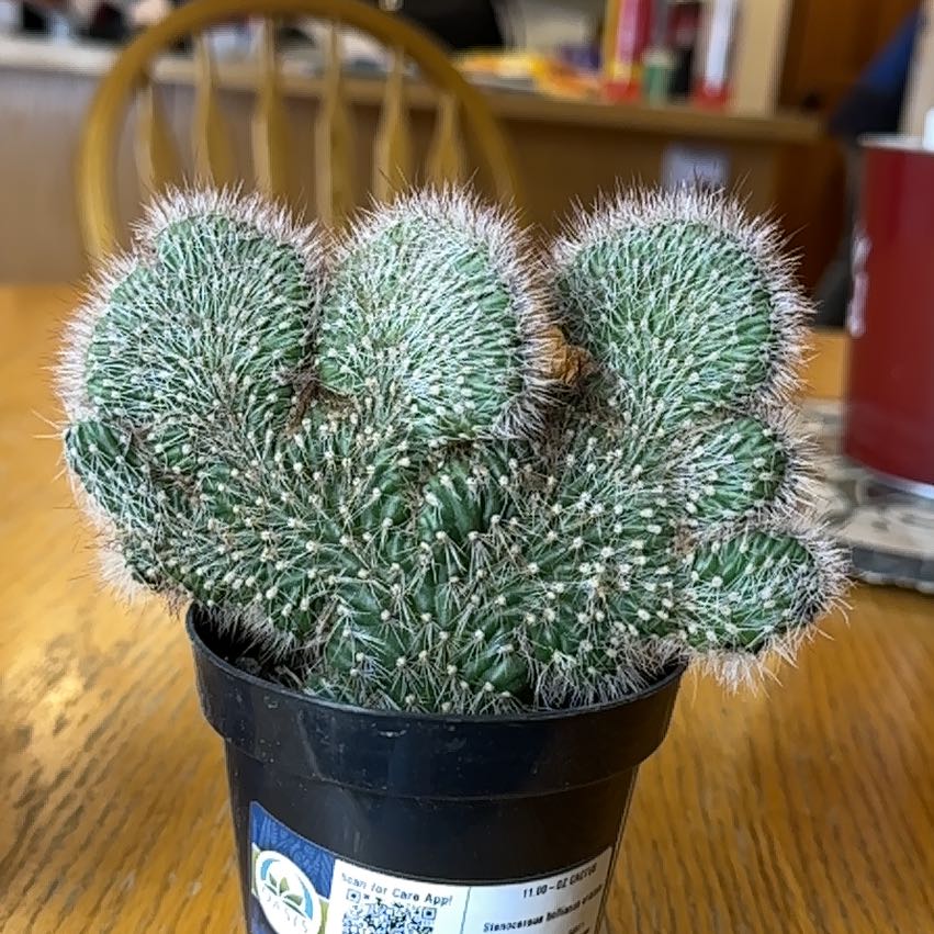 Photo of the plant species Stenocereus hollianus cristata by @HotYellowcoral named Stenocereus Hollianus Cristata on Greg, the plant care app