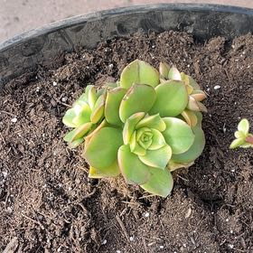 Photo of the plant species Sun Dancer by @TopRemotesedge named Sage on Greg, the plant care app