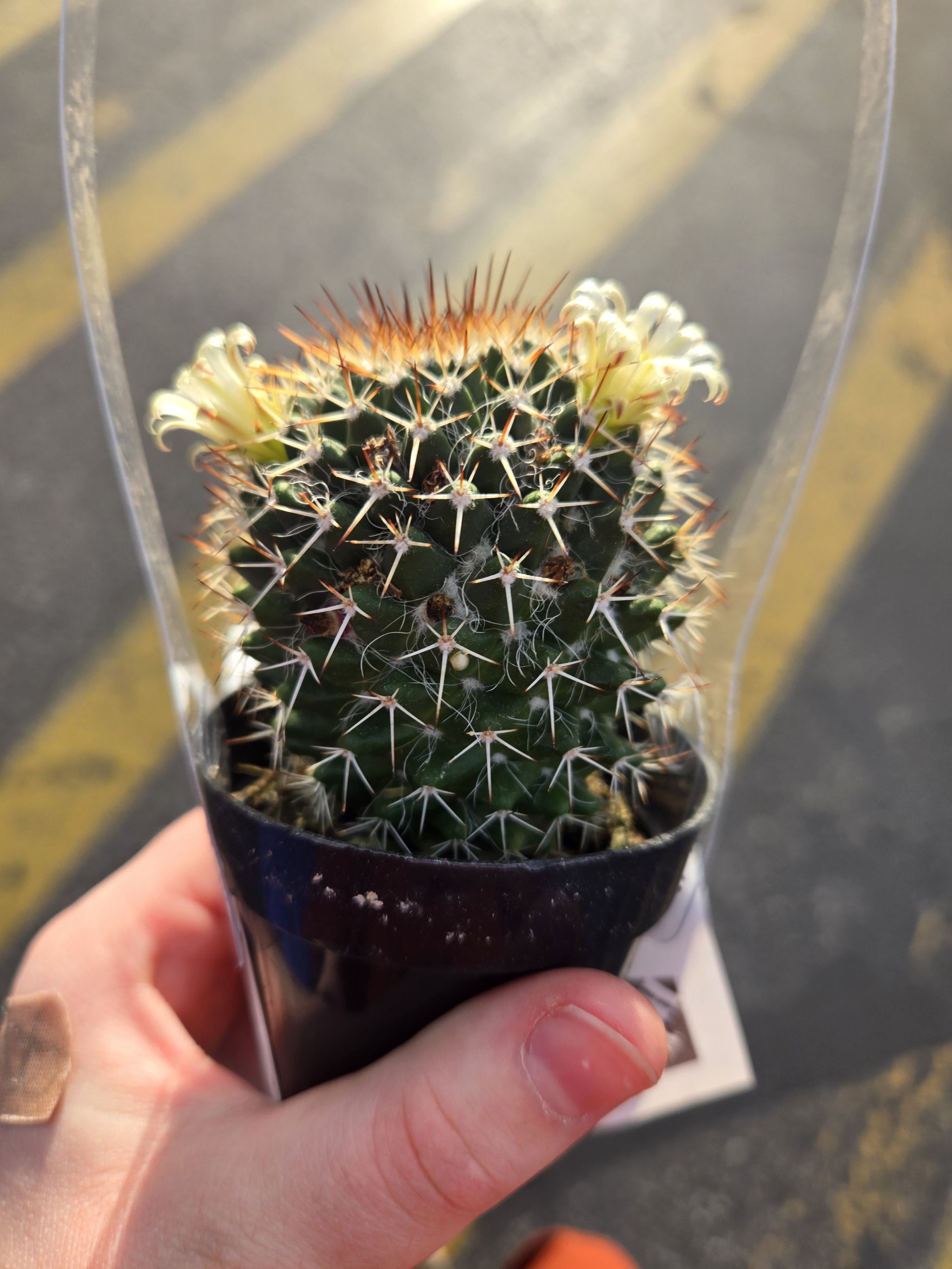 Mammillaria karwinskiana 'Nejapensis' cactus with white flowers held in a hand.