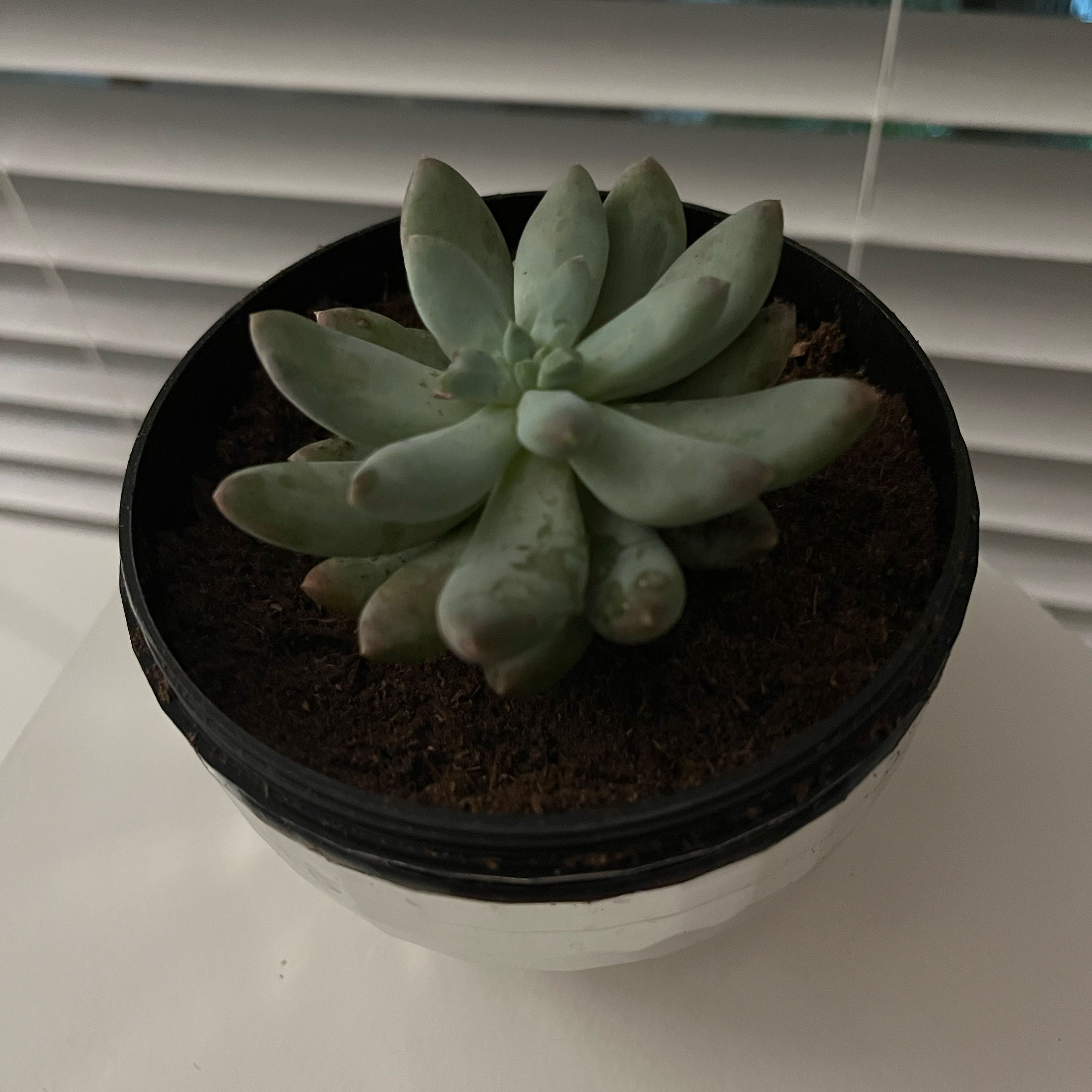 Pachyphytum 'Starburst' succulent in a small pot near a window with blinds.