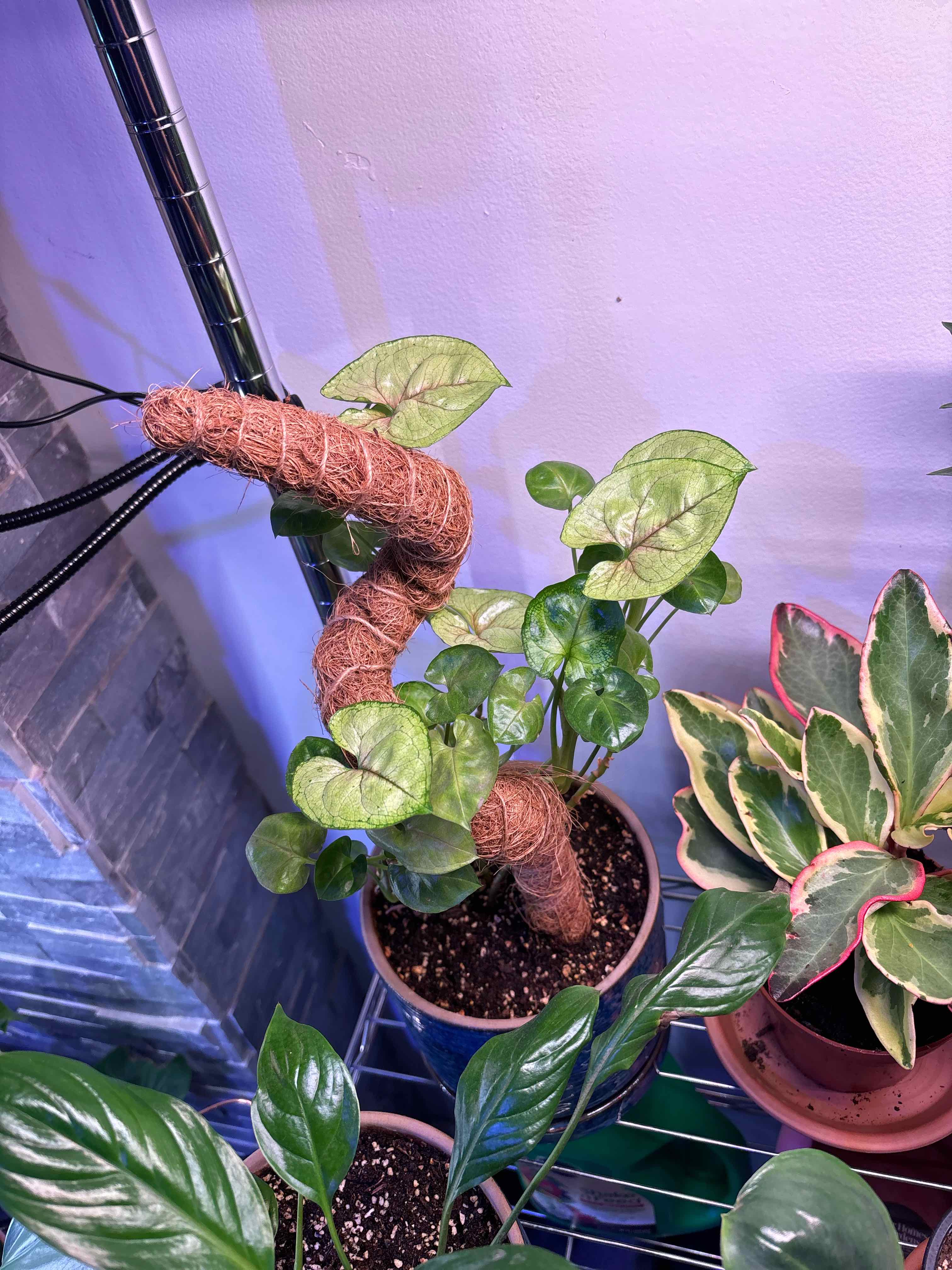 Photo of the plant species Kiwi Delight arrowhead plant by @Mrs.Shafer named Coco on Greg, the plant care app