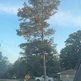 Photo of the plant species Myers Asparagus Fern by @BigRhapsispalm named Rainier on Greg, the plant care app